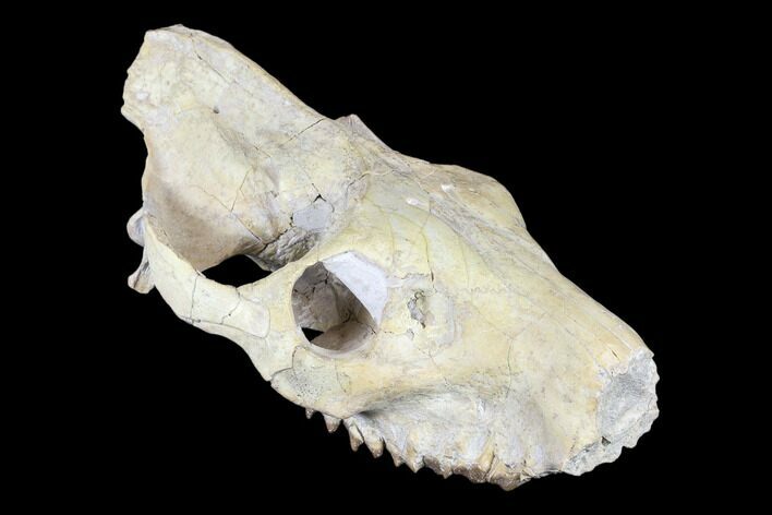 Oreodont (Merycoidodon) Partial Skull - Wyoming #113034